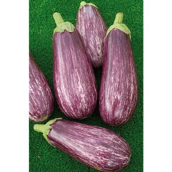 AUBERGINE F1 LEIRE 2