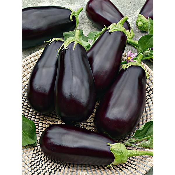 AUBERGINE F1 SHARAPOVA
