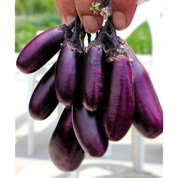 AUBERGINE a GRAPPOLI SOTT’OLIO