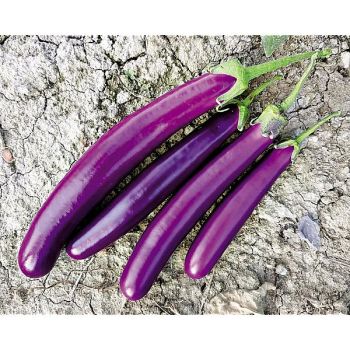 AUBERGINE F1 MINERVA