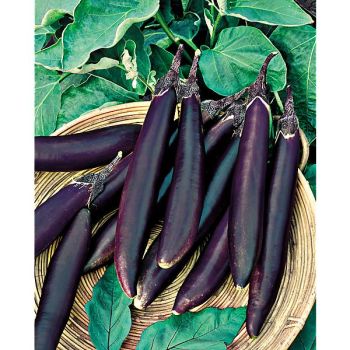 AUBERGINE F1 BLACK STREAM