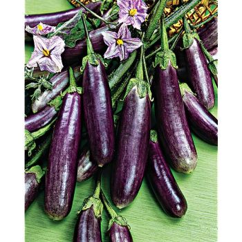 AUBERGINE SLIM JIM