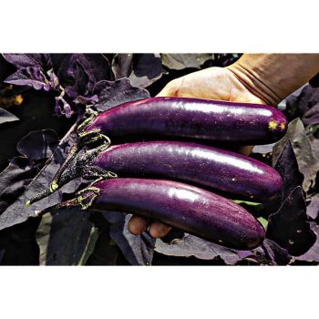 AUBERGINE SLIM JIM 2