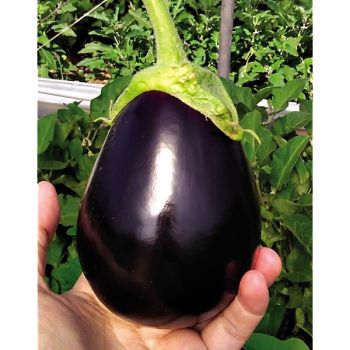 AUBERGINE F1 GIOIA