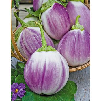 AUBERGINE ROTONDA BIANCA SFUMATA di ROSA Bio