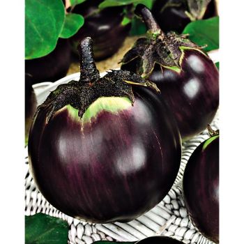 AUBERGINE RONDE de VALENCE