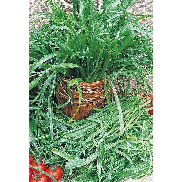 SALADE italienne CORNE de CERF (minutina, herbe étoilée, courtine, pied de corbeau)