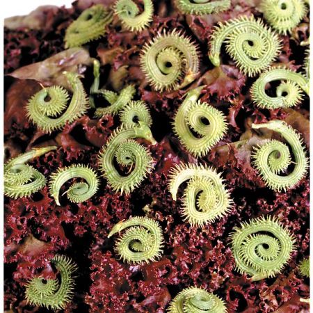 CHENILLE VÉGÉTALE (scorpiurus muricatus)