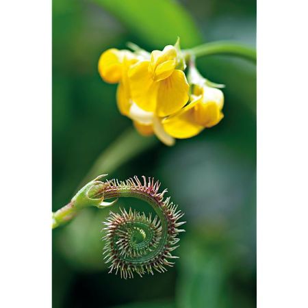 CHENILLE VÉGÉTALE (scorpiurus muricatus)