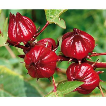 BISSAP ou OSEILLE de GUINÉE ou INDIAN SORREL ou ROSELLE... 2