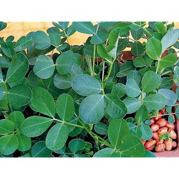 ARACHIDE HÂTIVE d'ESPAGNE (cacahuète, pistache de terre)