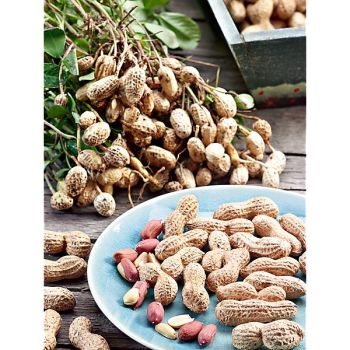 ARACHIDE HÂTIVE d'ESPAGNE (cacahuète, pistache de terre) 2