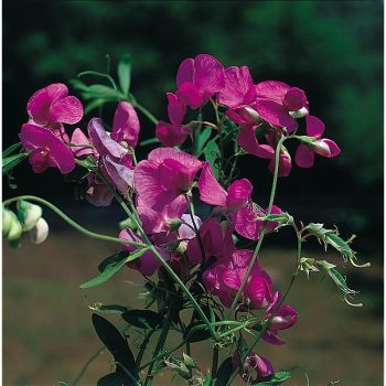 GESSE TUBÉREUSE ou CHÂTAIGNE DE TERRE