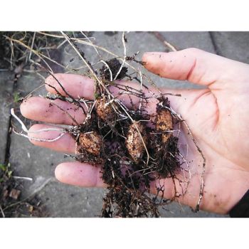 GESSE TUBÉREUSE ou CHÂTAIGNE DE TERRE 2