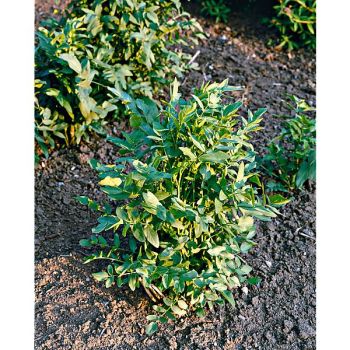 CHERVIS (sium sisarum) 2