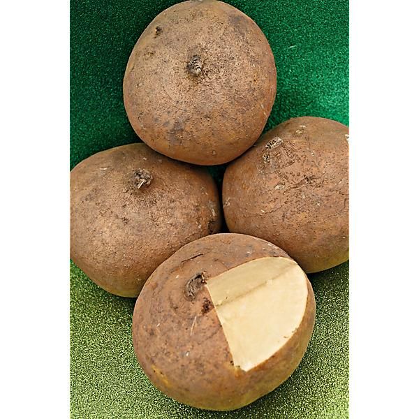 JICAMA (pachyrhizus erosus)