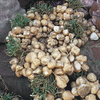 JICAMA (pachyrhizus erosus) 2