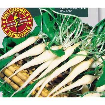 RAIPONCE CULTIVÉE (campanula rapunculus)