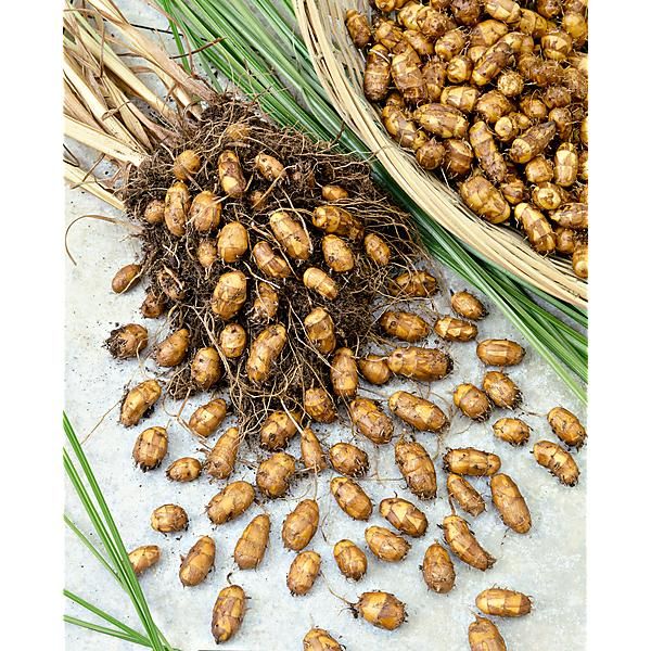 SOUCHET COMESTIBLE (cyperus esculentus sativus)