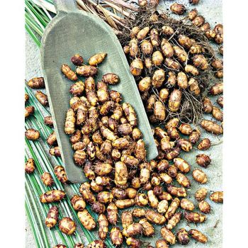 SOUCHET COMESTIBLE (cyperus esculentus sativus) 2