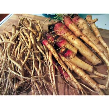 JAMBON du JARDINIER ou ONAGRE (oenothera biennis) 2