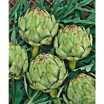 ARTICHAUT GROS VERT de LAON 2
