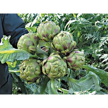 ARTICHAUT F1 ISTAR 2