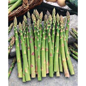 ASPERGE CONNOVER’S COLOSSAL