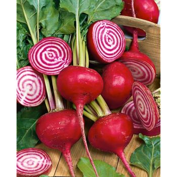 BETTERAVE CHIOGGIA 2