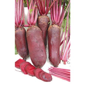 BETTERAVE REGULSKI CYLINDER