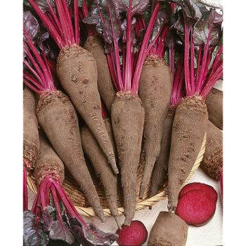 BETTERAVE CRAPAUDINE