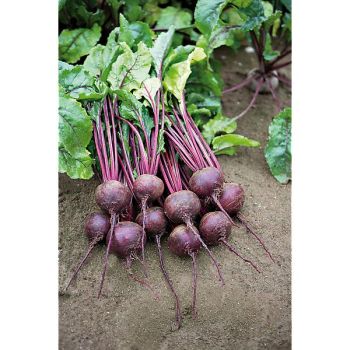 BETTERAVE F1 RHONDA 2