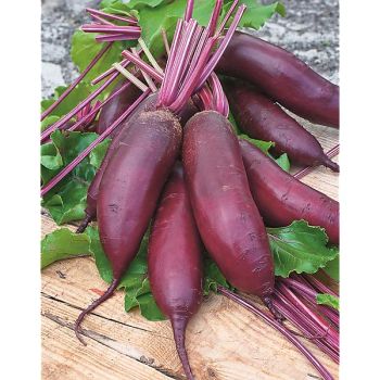 BETTERAVE MONORUBRA