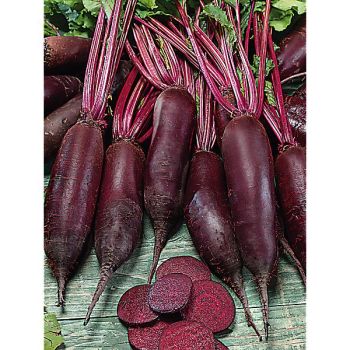 BETTERAVE MONORUBRA 2