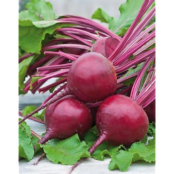 BETTERAVE REINE NOIRE SUCRÉE® (F1 BETTOLLO)