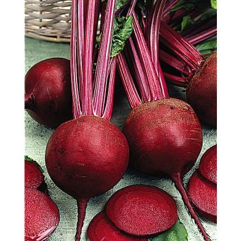 BETTERAVE REINE NOIRE SUCRÉE® (F1 BETTOLLO) 2