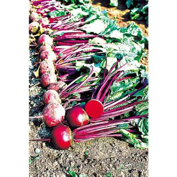 BETTERAVE MOULIN ROUGE 2