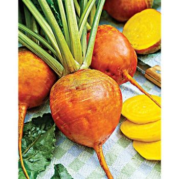 BETTERAVE F1 BOLDOR Bio