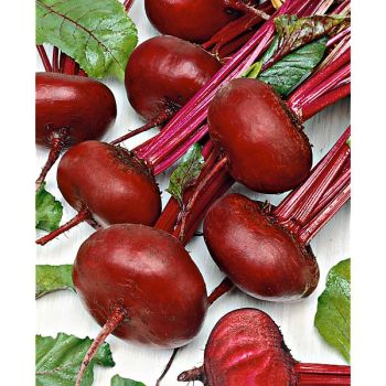 BETTERAVE NOIRE d'ÉGYPTE Bio 2