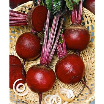 BETTERAVE de DÉTROIT AMÉLIORÉE 2 race BOLIVAR