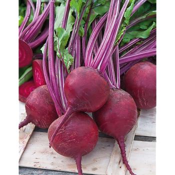 BETTERAVE BOULE SUCRÉE® (F1 GRENADE)