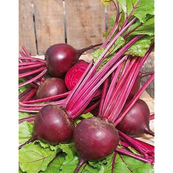 BETTERAVE F1 BORO Bio