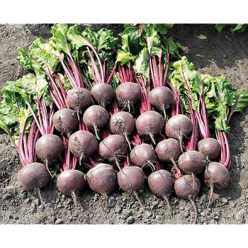 BETTERAVE F1 BORO Bio 2