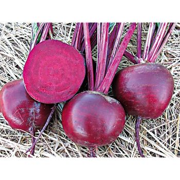 BETTERAVE F1 ASTAR 2