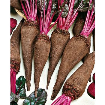 BETTERAVE CRAPAUDINE Bio