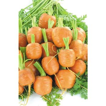 CAROTTE MARCHÉ de PARIS 4 (Parijse Markt 4)