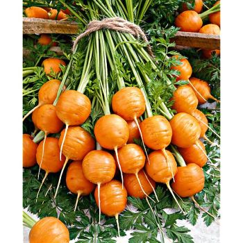 CAROTTE MARCHÉ de PARIS 4 (Parijse Markt 4) 2