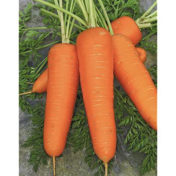 CAROTTE ROYAL CHANTENAY 2