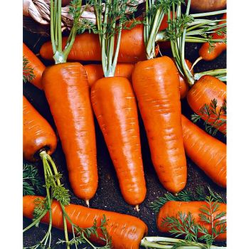 CAROTTE ROYAL CHANTENAY 2 2