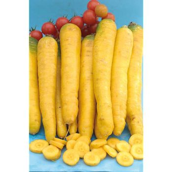 CAROTTE JAUNE du DOUBS